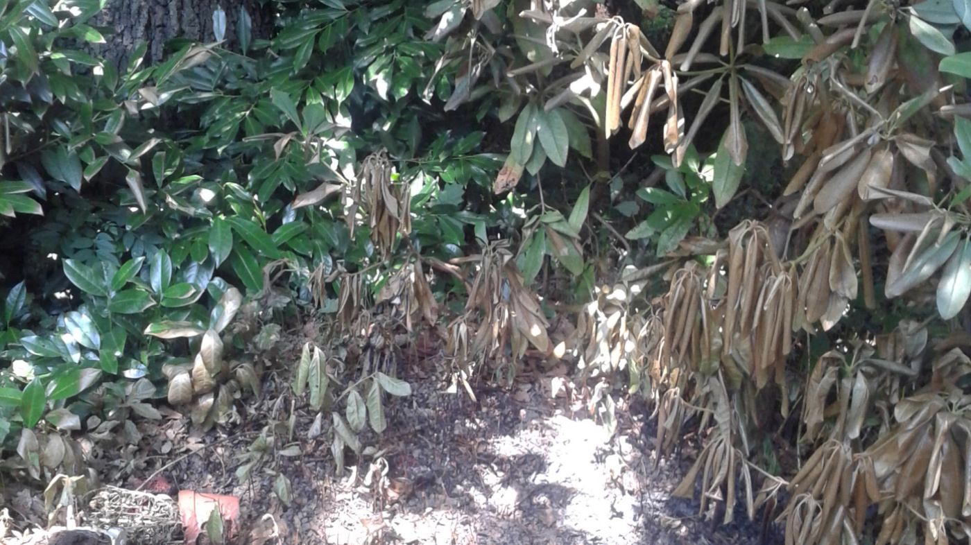 Brandgefahr auf den Friedhöfen